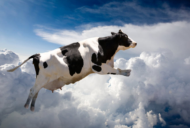 Stocks surge and cattle fly!